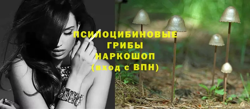 сколько стоит  Сорск  Галлюциногенные грибы Magic Shrooms 